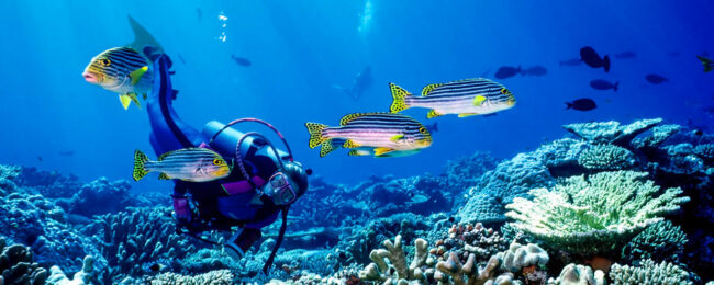 Marine Diving Awards go to Maldives in Two Categories Marine Diving Awards go to Maldives in Two Categories