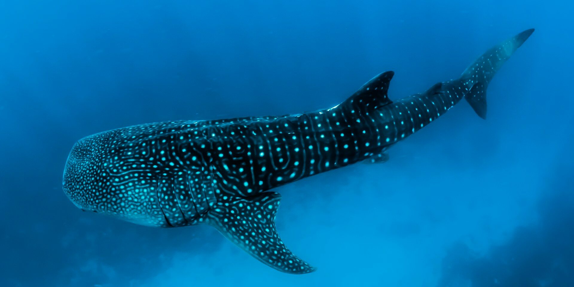 Maldives Whale Shark Conservation Receives National Regulation. Photo Credit: Sebastian Pena Lambarri via Unsplash Maldives Whale Shark Conservation Receives National Regulation. Photo Credit: Sebastian Pena Lambarri via Unsplash
