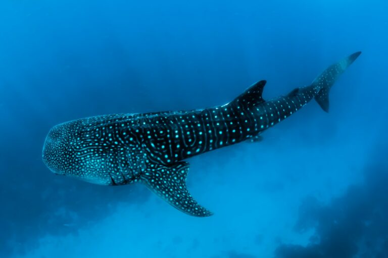 Maldives Whale Shark Conservation Receives National Regulation. Photo Credit: Sebastian Pena Lambarri via Unsplash