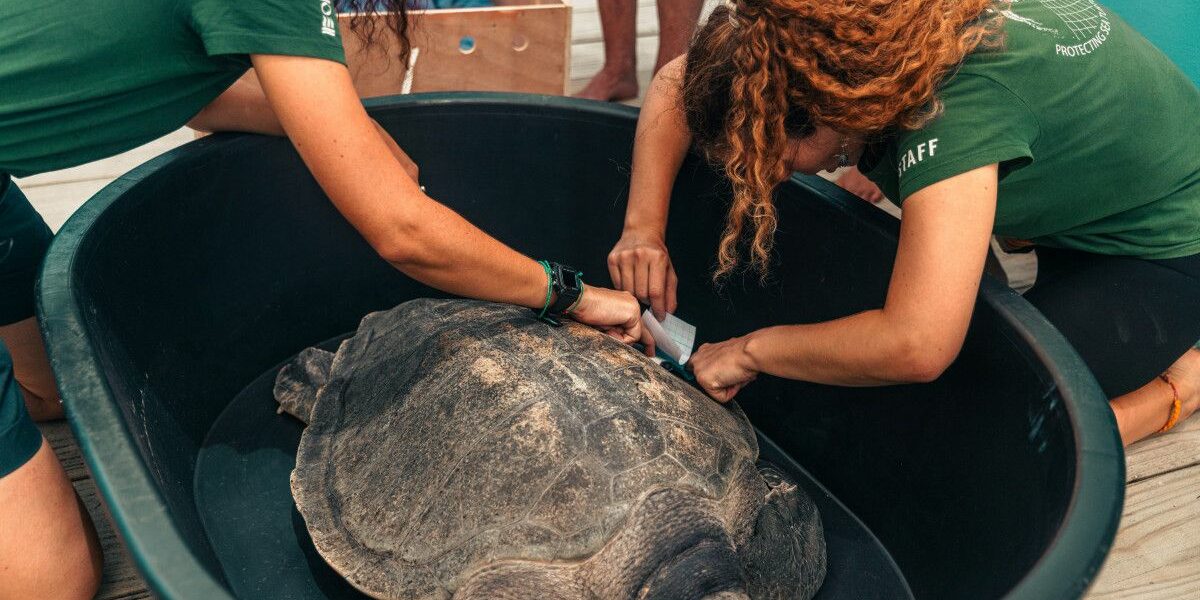 Olive Ridley Project & Soneva Open Sea Turtle Rehab Centre. Photo Credit: Visit Maldives