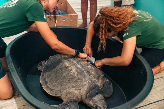 Olive Ridley Project & Soneva Open Sea Turtle Rehab Centre. Photo Credit: Visit Maldives Olive Ridley Project & Soneva Open Sea Turtle Rehab Centre. Photo Credit: Visit Maldives