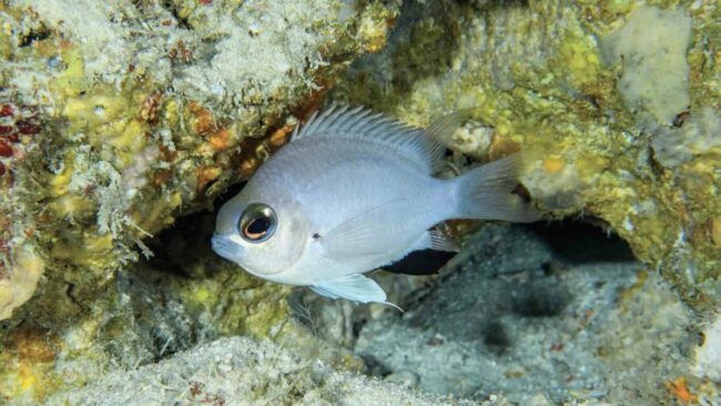Maldives Waters Sees New Species of Fish. Photo Credit: mvrepublic.com via Google Images Maldives Waters Sees New Species of Fish. Photo Credit: mvrepublic.com via Google Images
