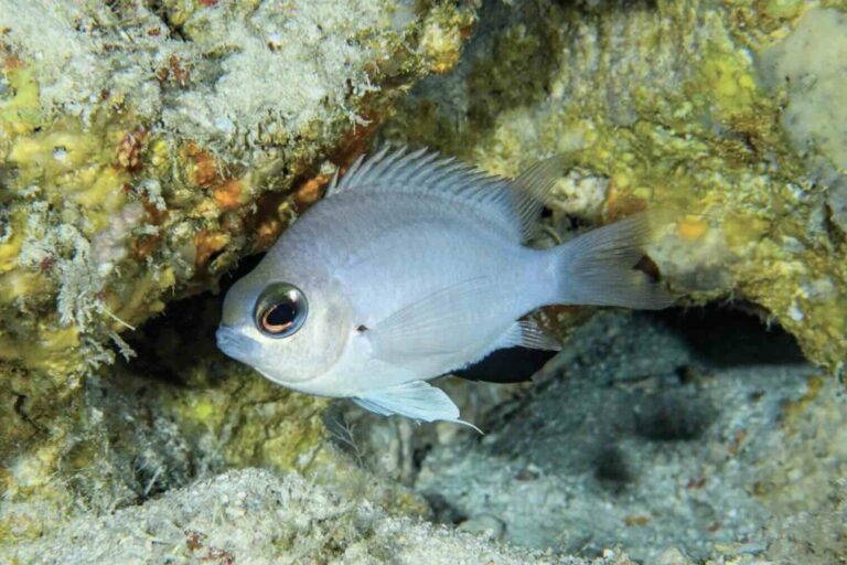 Maldives Waters Sees New Species of Fish. Photo Credit: mvrepublic.com via Google Images