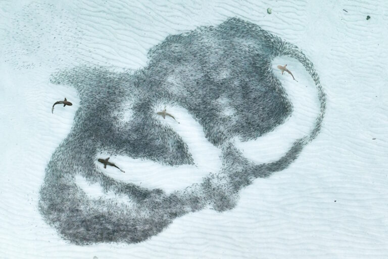 Royal Society Competition Sees Maldives Photo Win. Photo Credit: Angela Albi as seen on the Royal Society Publishing Photography Competition