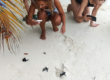 Ellaidhoo Maldives Celebrates Turtle Hatchlings on New Years. Photo Credit: Travel Trade Maldives