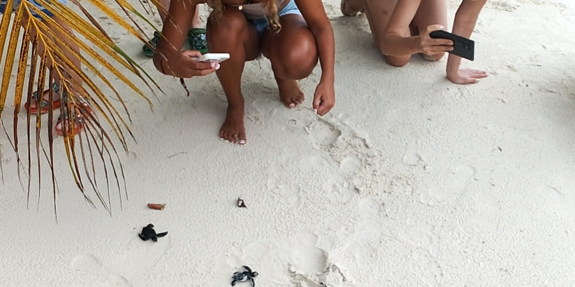 Ellaidhoo Maldives Celebrates Turtle Hatchlings on New Years. Photo Credit: Travel Trade Maldives Ellaidhoo Maldives Celebrates Turtle Hatchlings on New Years. Photo Credit: Travel Trade Maldives